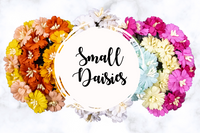 5 Crazy Ladies Flower Packs - Daisies Small 5 pk
