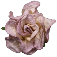 5 Crazy Ladies Flower Packs - Gardenia Small