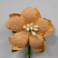 5 Crazy Ladies Flower Packs - Hepatica Small
