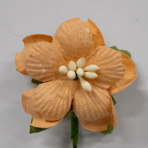 5 Crazy Ladies Flower Packs - Hepatica Small