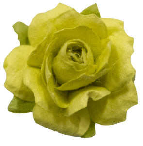 5 Crazy Ladies Flower Packs -Large Rambling Roses - 5 pack