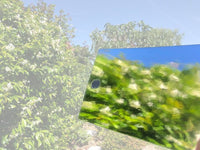 House of Paper - Mirror Cardstock 12x12
