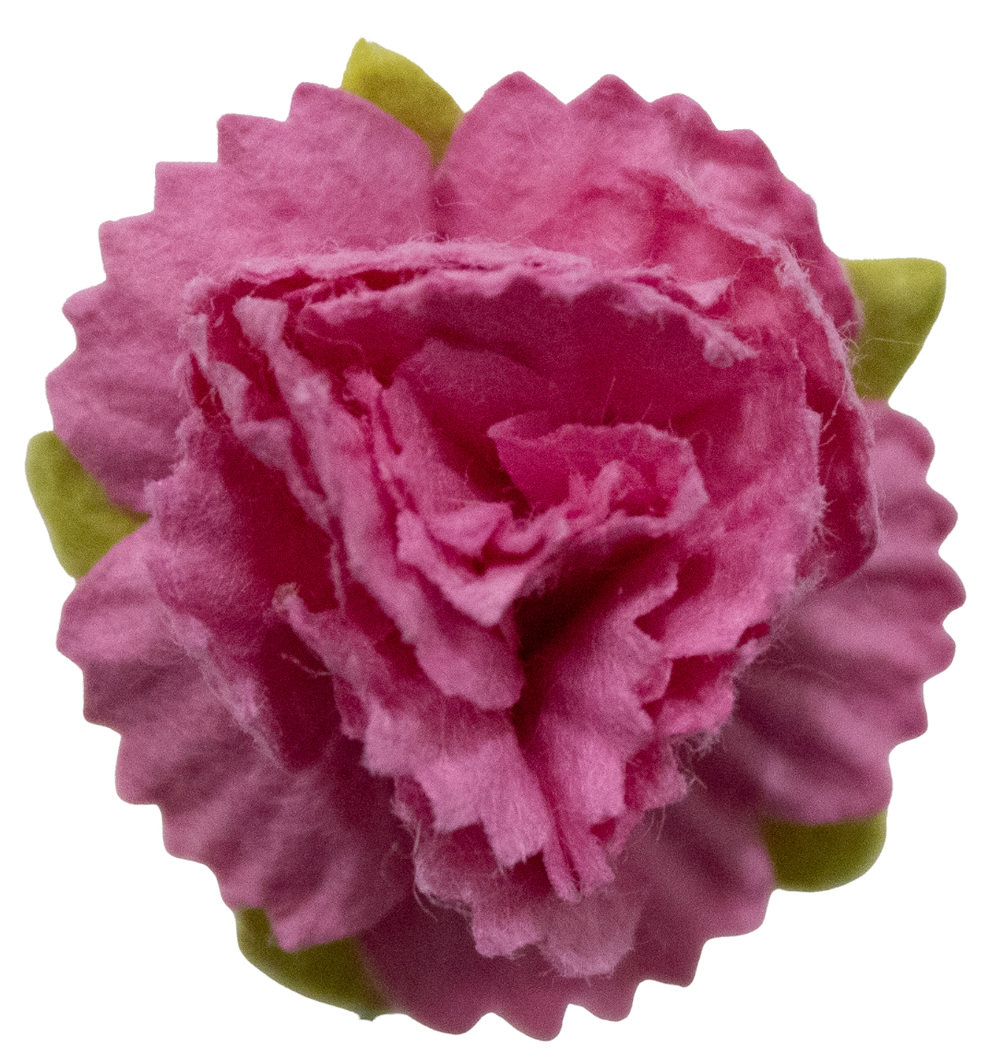 5 Crazy Ladies Flower Packs - Carnations